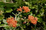 Butterfly milkweed